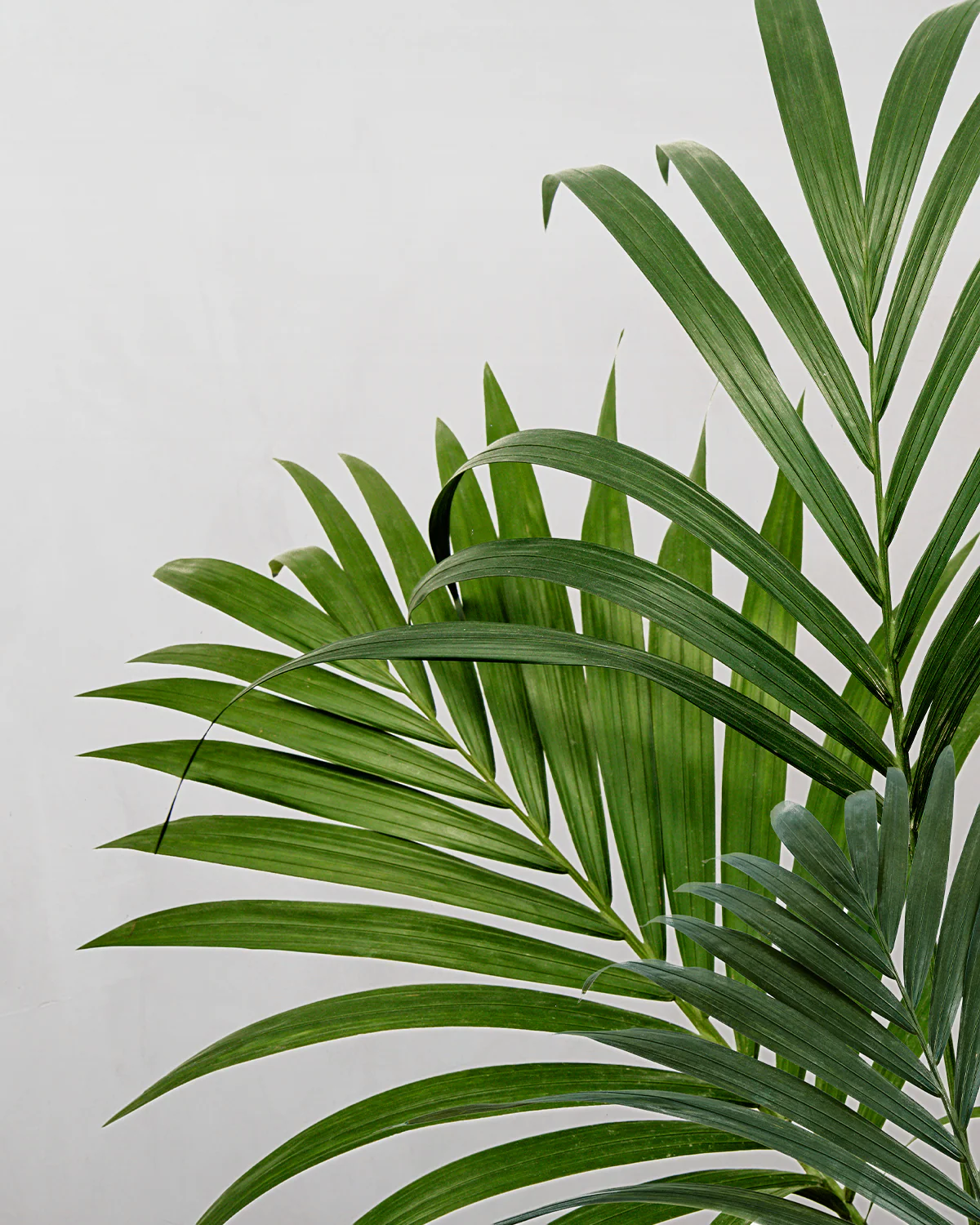 Jungle Plantepakke - Image 8