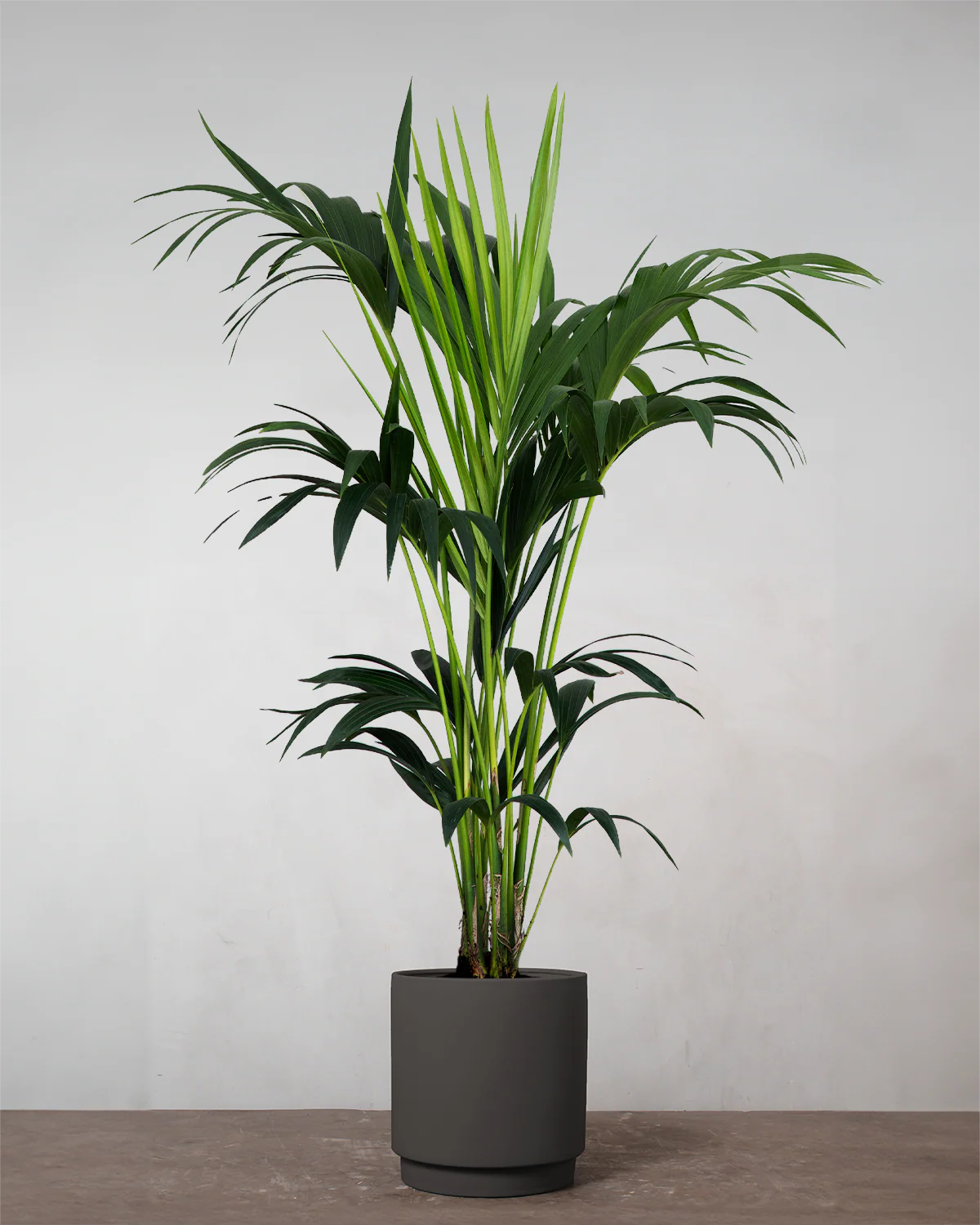 Kentiapalme, Howea forsteriana - 230-250 cm - Image 5