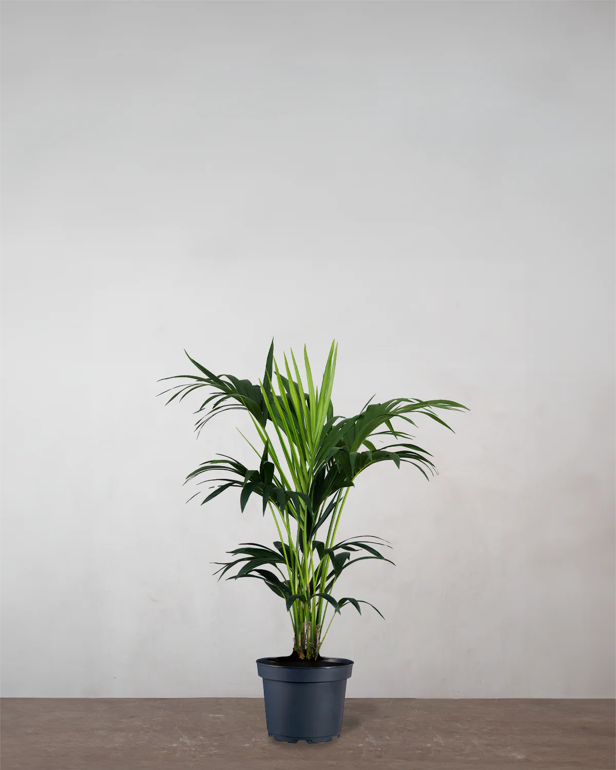 Kentiapalme, Howea forsteriana - 90-110 cm