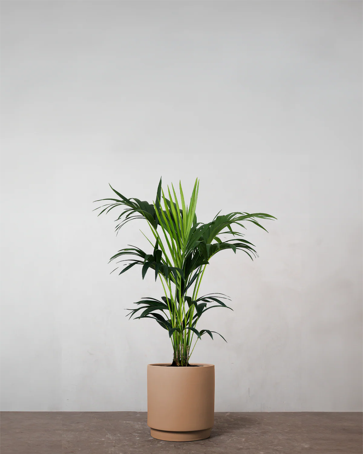 Kentiapalme, Howea forsteriana - 90-110 cm - Image 2