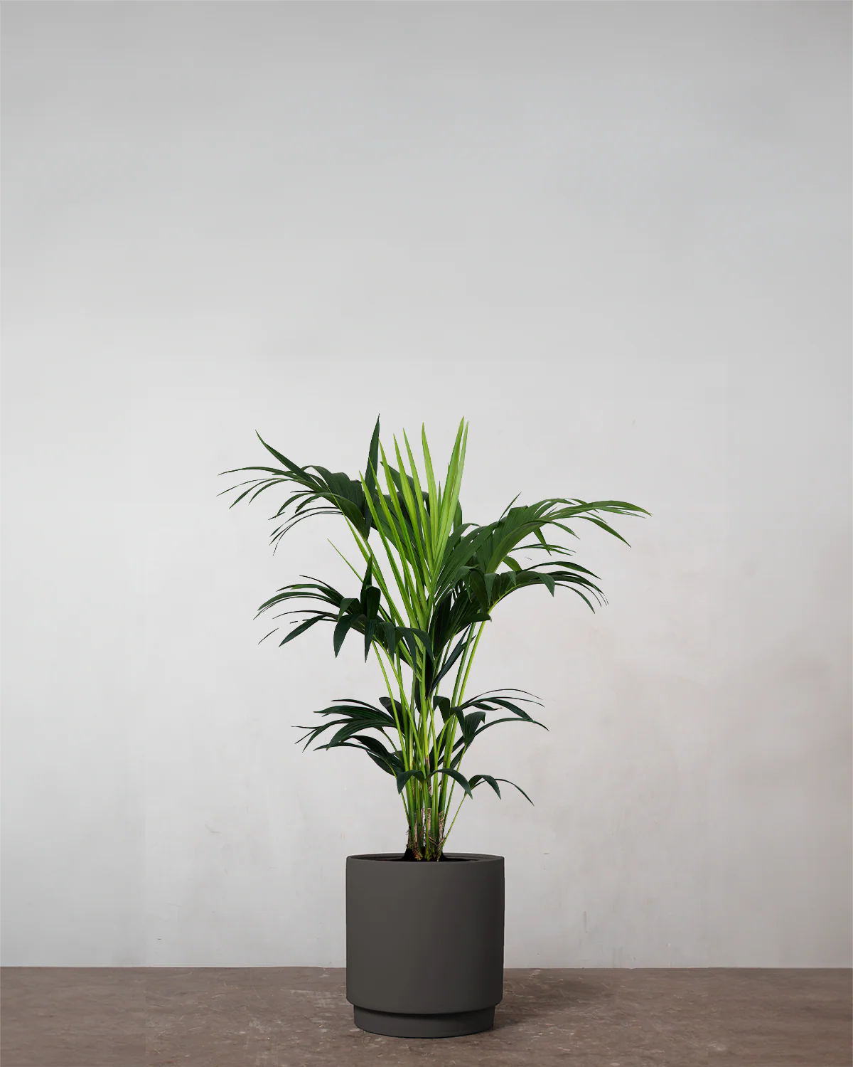Kentiapalme, Howea forsteriana - 90-110 cm - Image 3