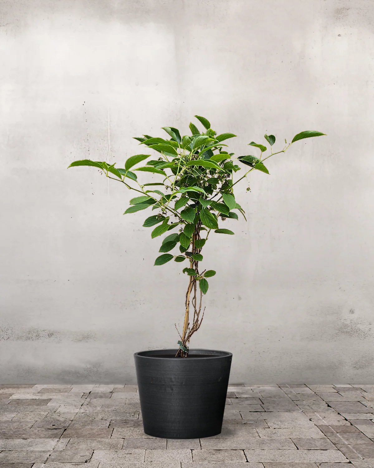 Kiwiberry, Actinidia arguta 'Issai'- 60-80 cm - Image 3