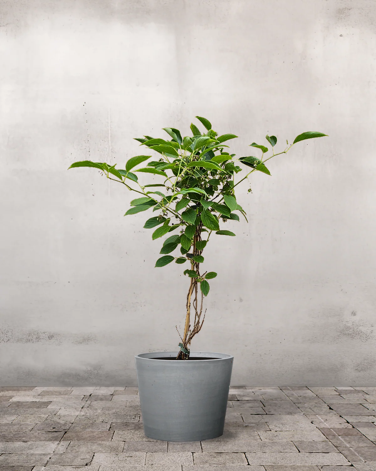 Kiwiberry, Actinidia arguta 'Issai'- 60-80 cm - Image 4