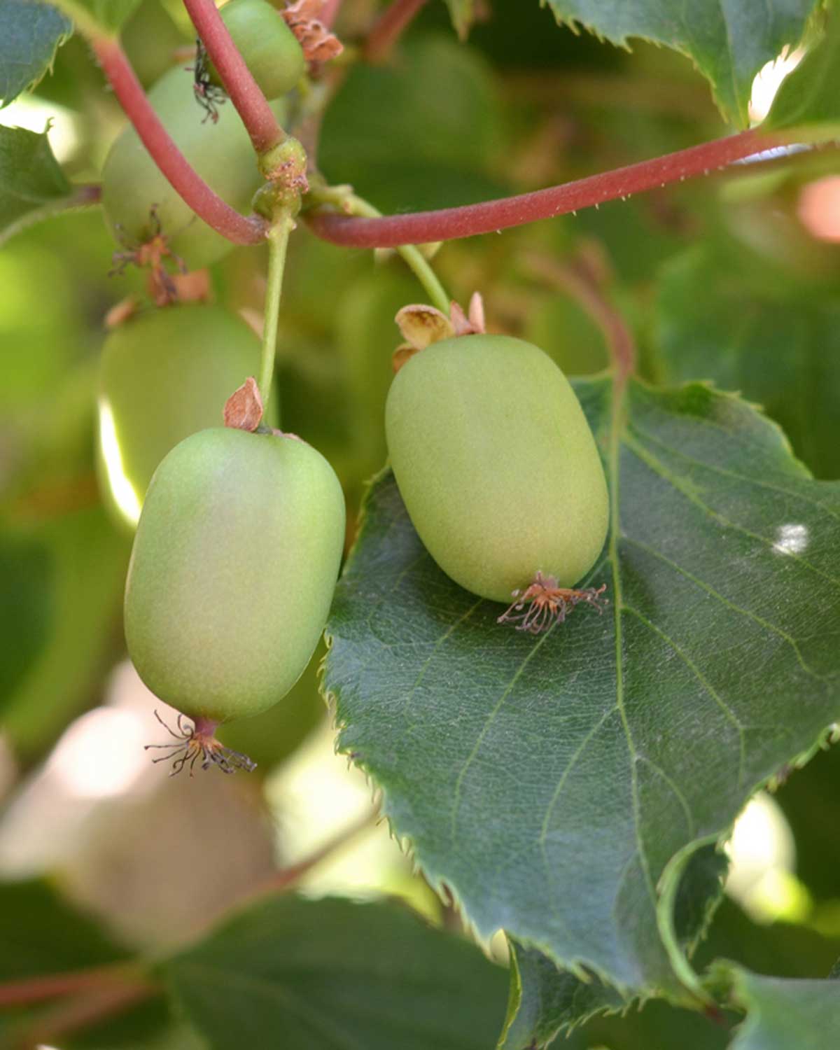 Kiwiberry, Actinidia arguta 'Issai'- 60-80 cm - Image 5