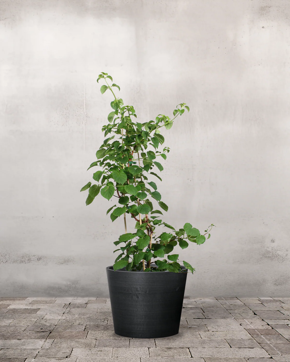 Klatrehortensia, Hydrangea anomala subsp. petiolaris - Image 3