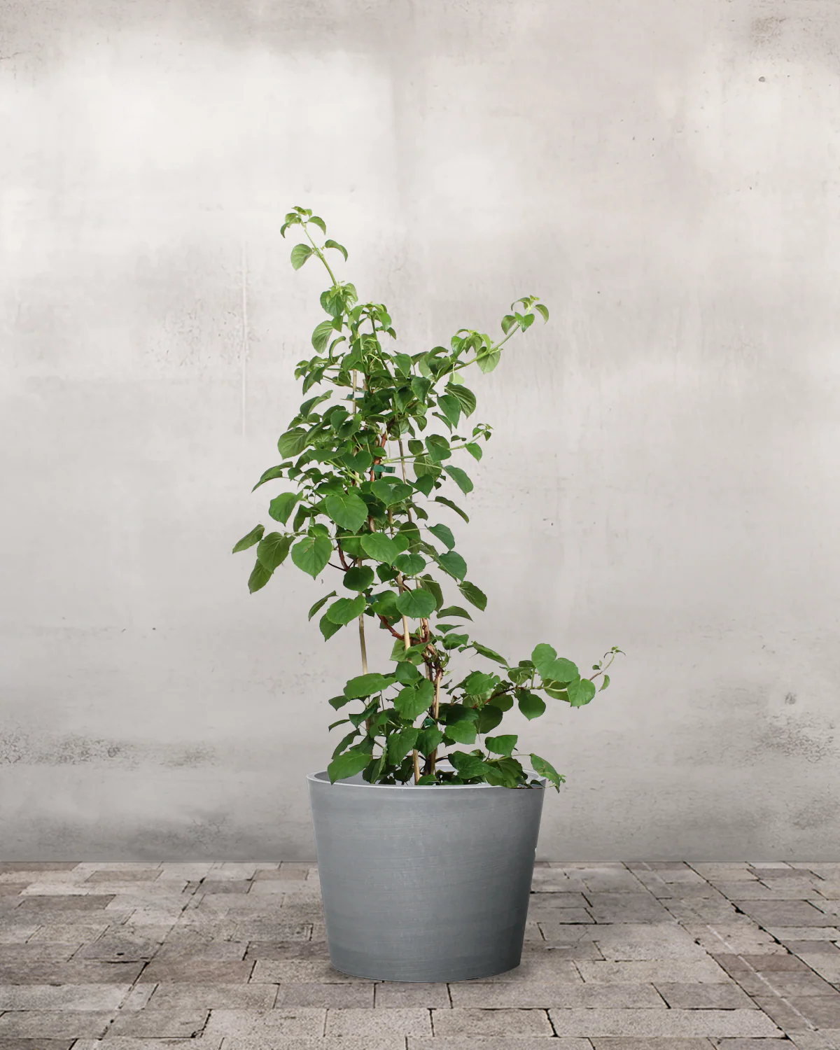 Klatrehortensia, Hydrangea anomala subsp. petiolaris - Image 4