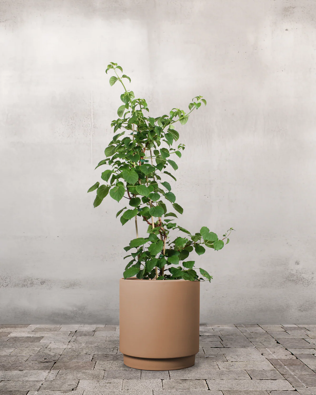 Klatrehortensia, Hydrangea anomala subsp. petiolaris - Image 5