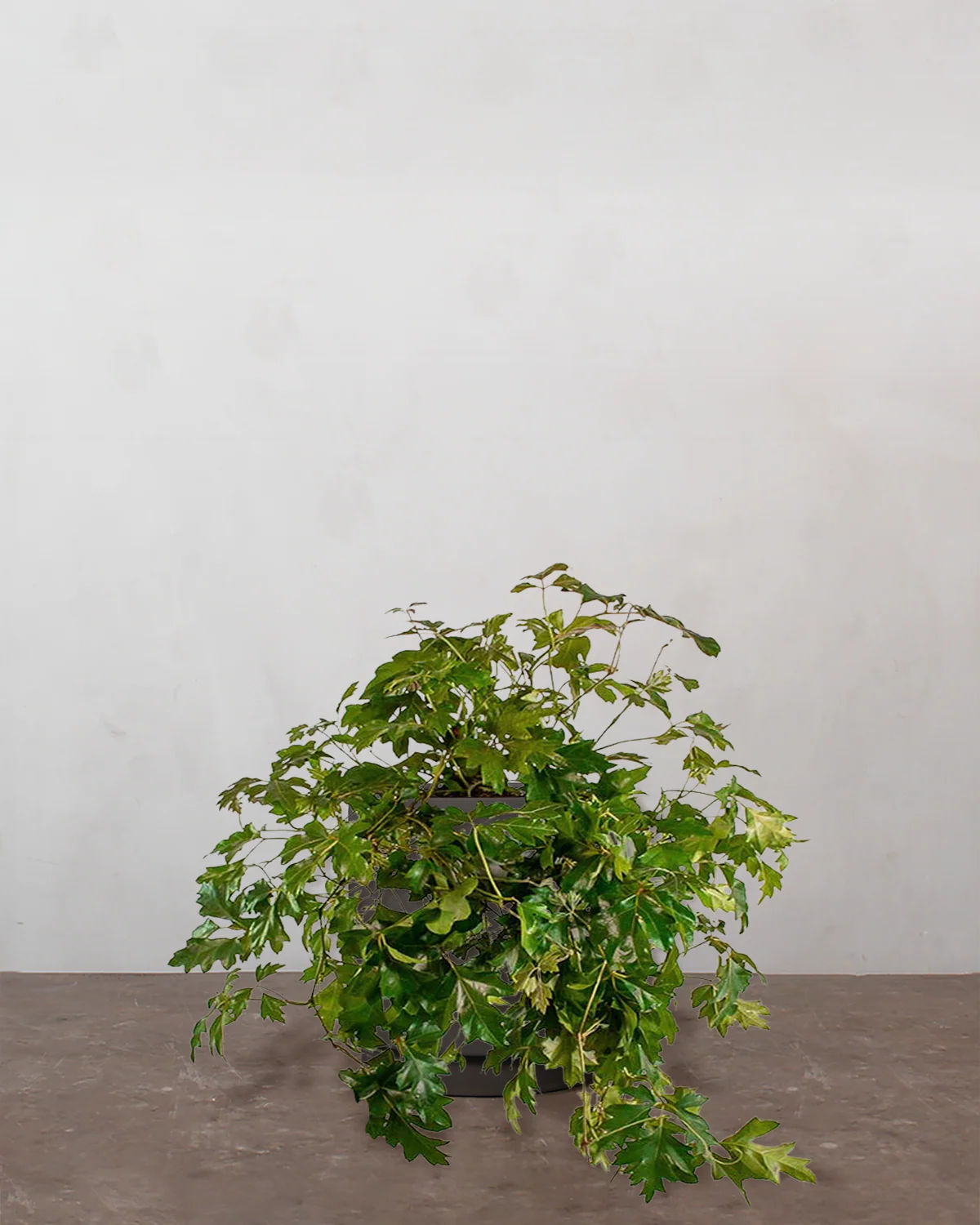 Kongevin, Cissus Rhombifolia 'Ellen Danica' - 25-35 cm - Image 2