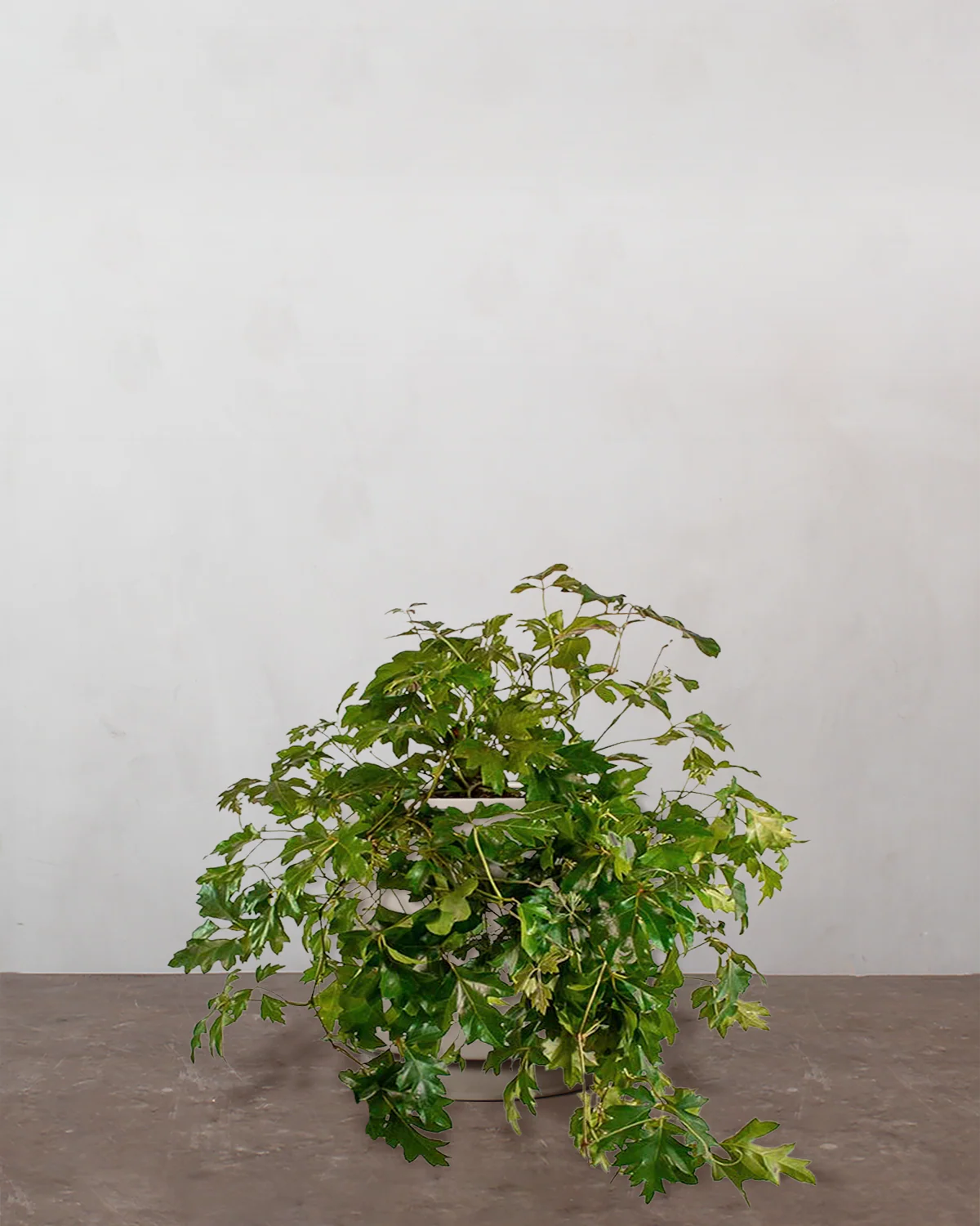 Kongevin, Cissus Rhombifolia 'Ellen Danica' - 25-35 cm - Image 3