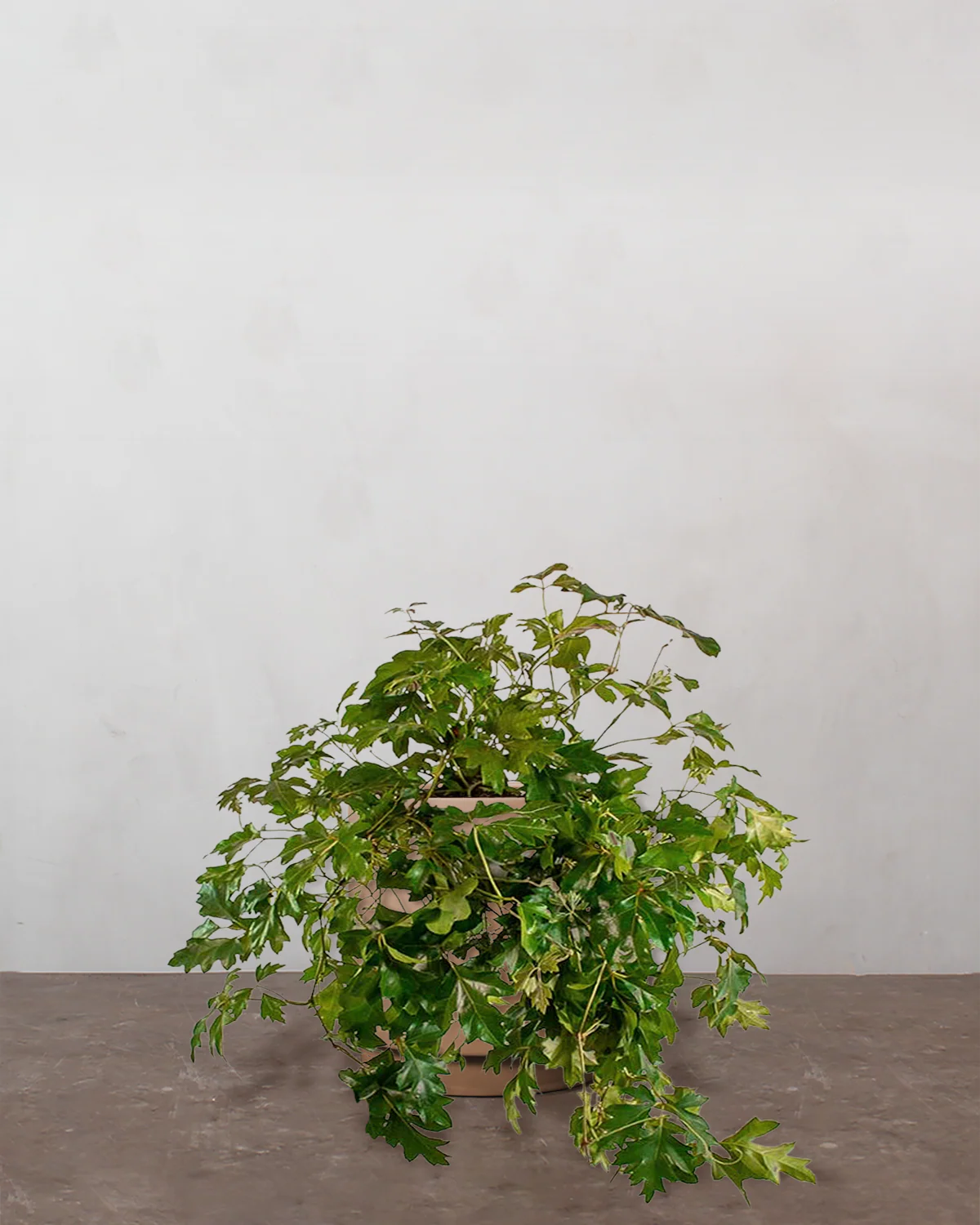Kongevin, Cissus Rhombifolia 'Ellen Danica' - 25-35 cm - Image 5