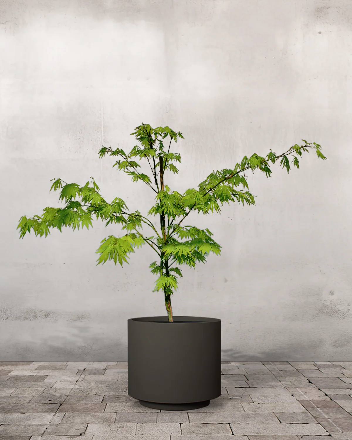Koreansk Løn, Acer Pseudo. old. 'Arctic Jade' - 60-80 cm - Image 5