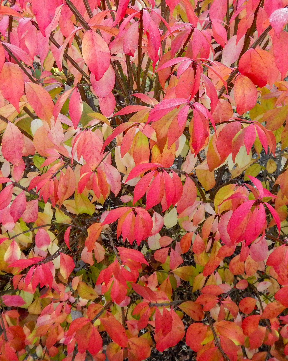Vinget Benved, Euonymus alatus - 40-60 cm - Image 2