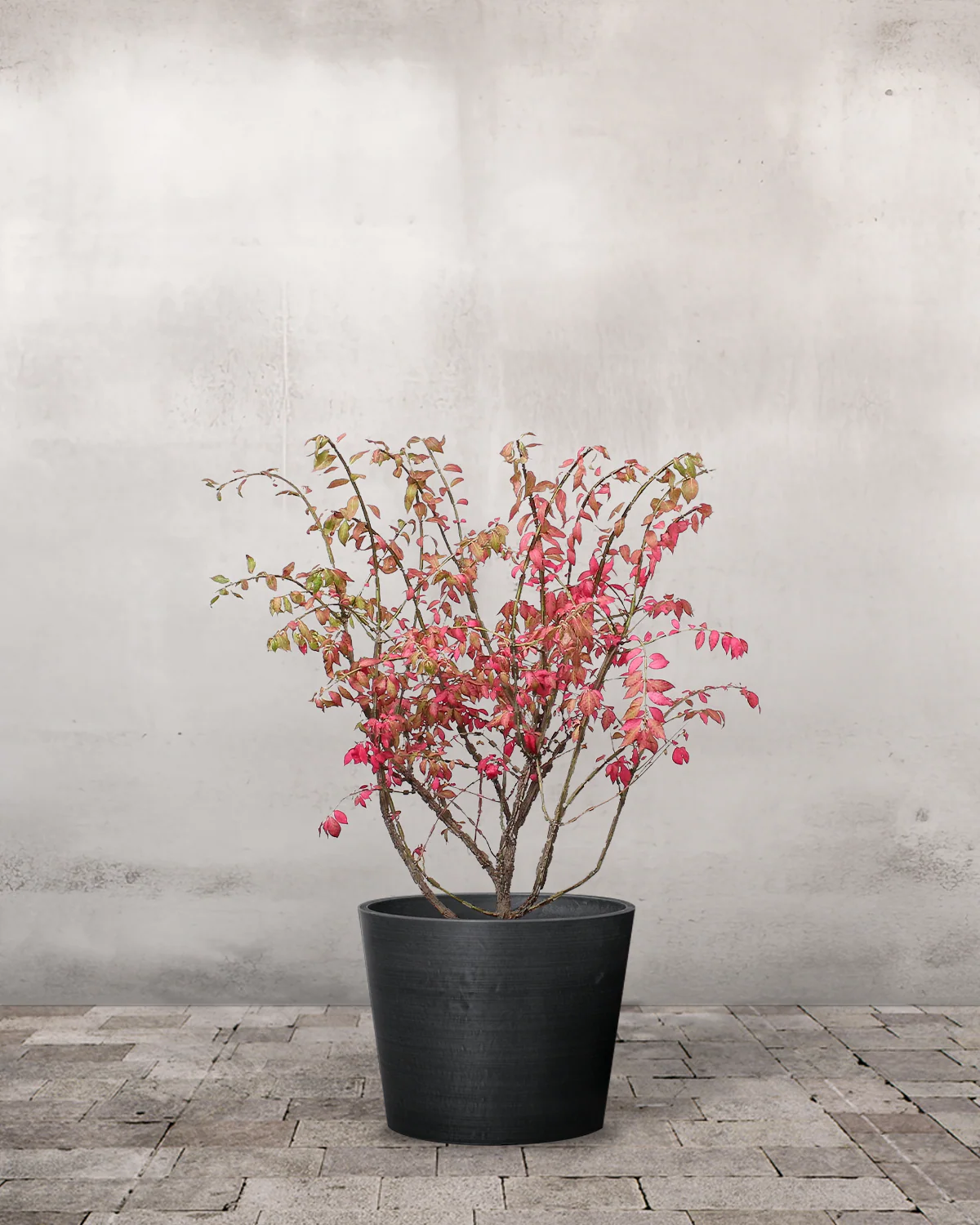 Vinget Benved, Euonymus alatus - 40-60 cm - Image 3