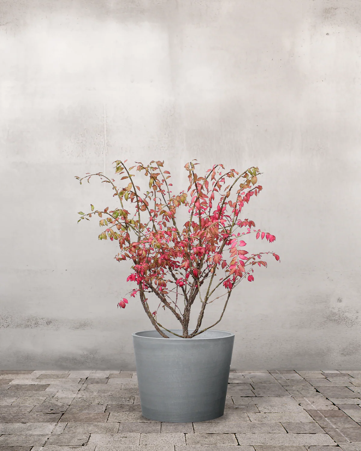 Vinget Benved, Euonymus alatus - 40-60 cm - Image 4