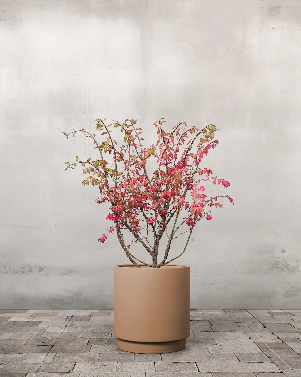 Vinget Benved, Euonymus alatus - 40-60 cm - Image 5