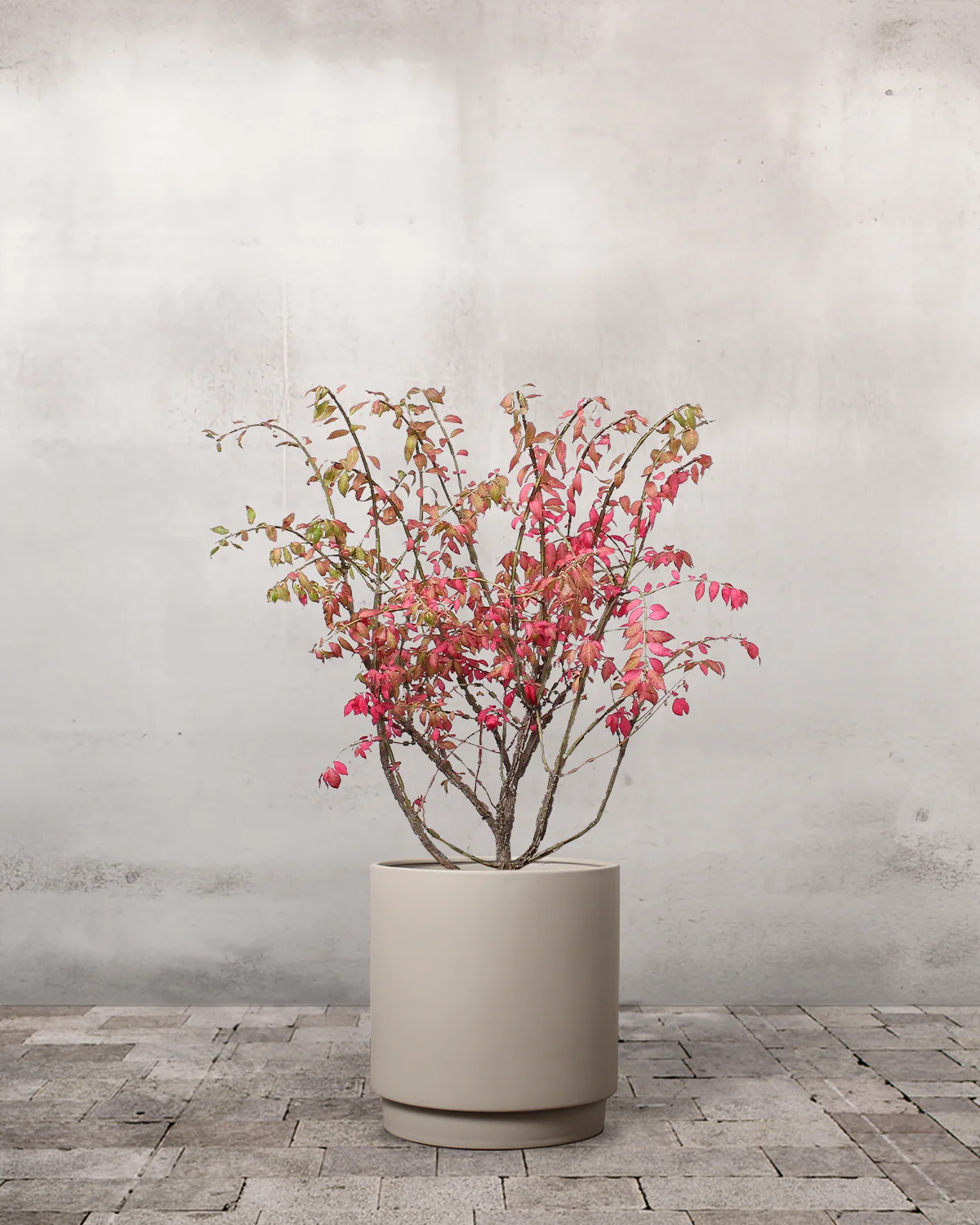 Vinget Benved, Euonymus alatus - 40-60 cm - Image 6