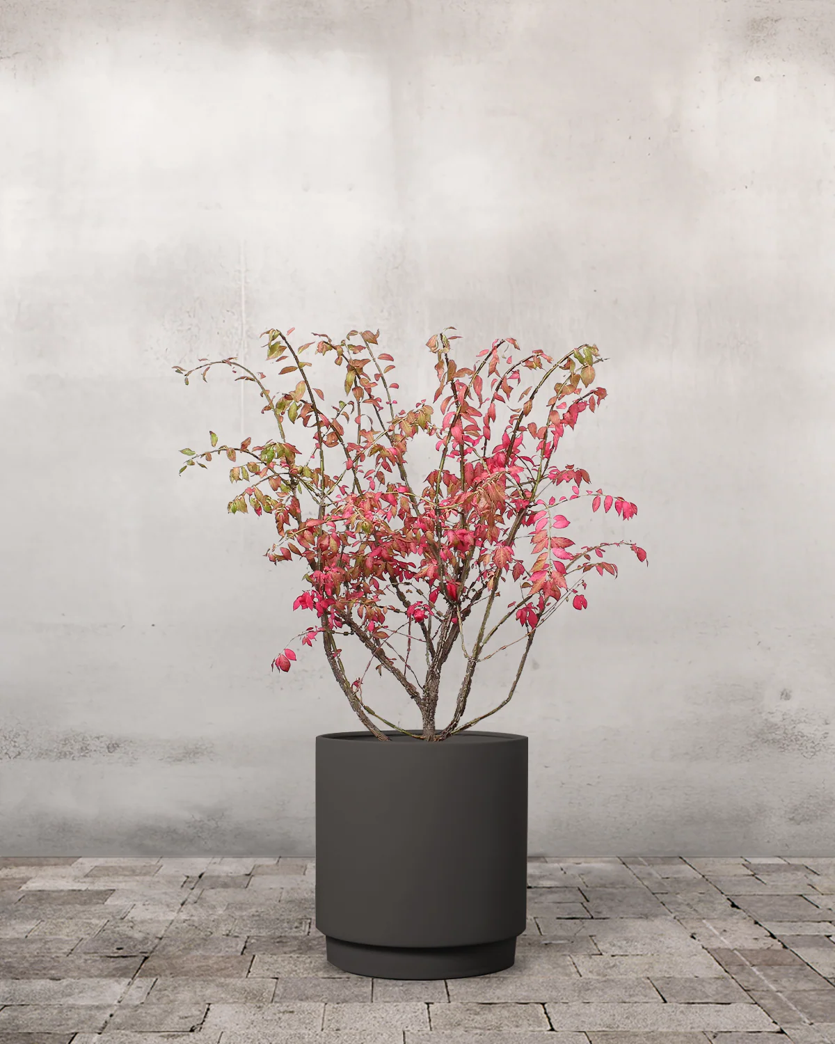 Vinget Benved, Euonymus alatus - 40-60 cm - Image 7