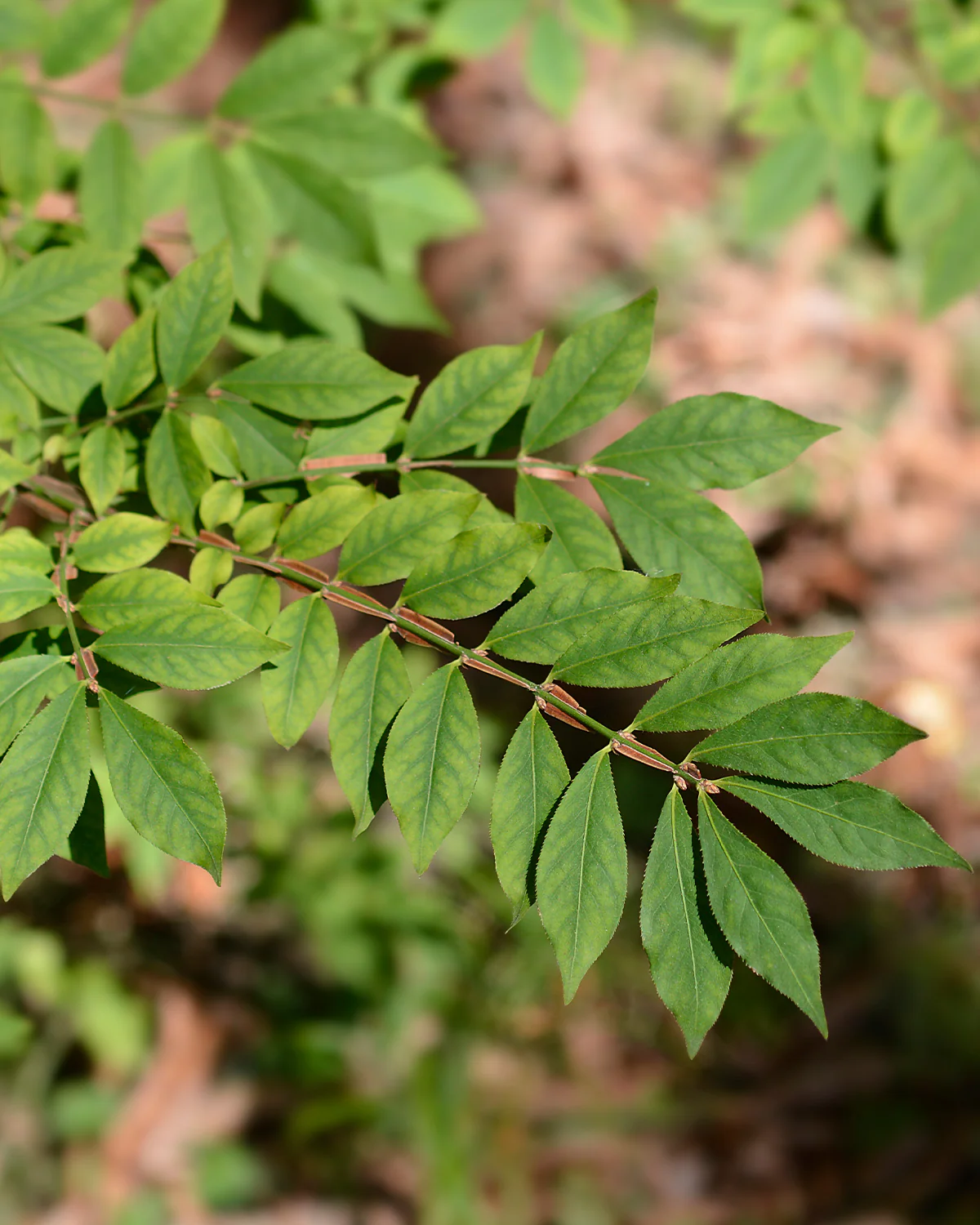 Vinget Benved, Euonymus alatus - 40-60 cm - Image 8