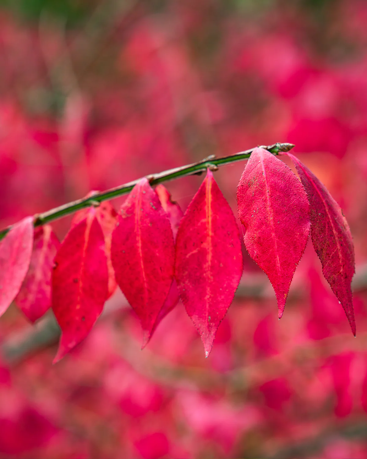 Vinget Benved, Euonymus alatus - 40-60 cm - Image 9