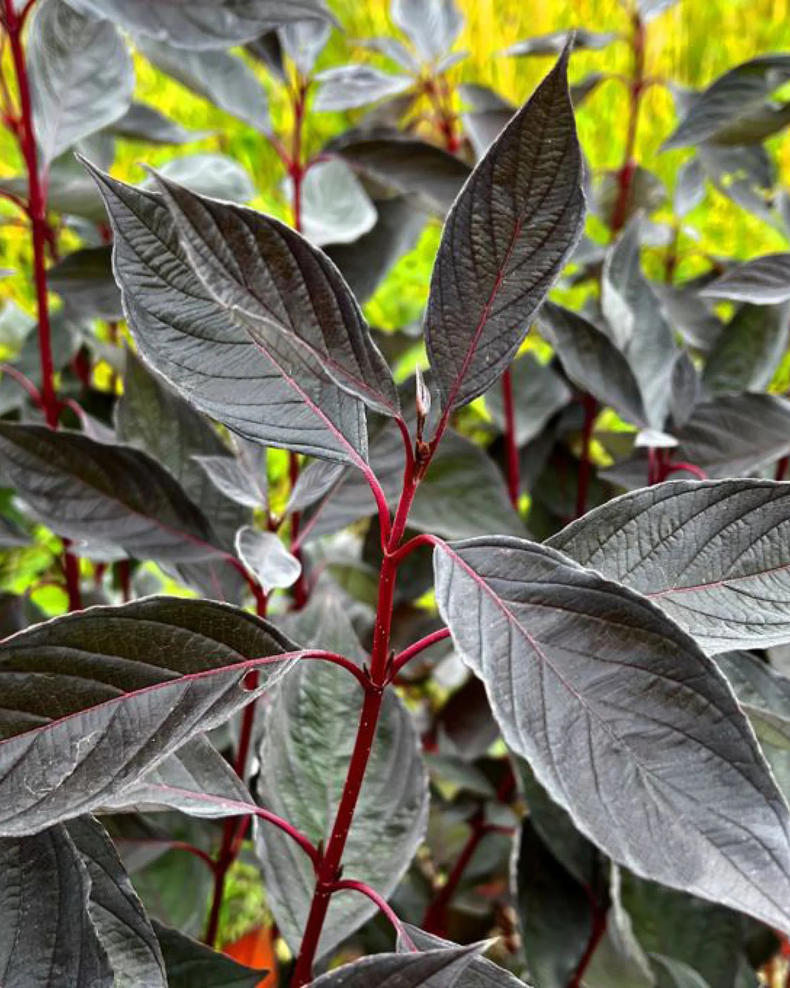 Kornel, Cornus alba 'Nightfall' - 110-130 cm