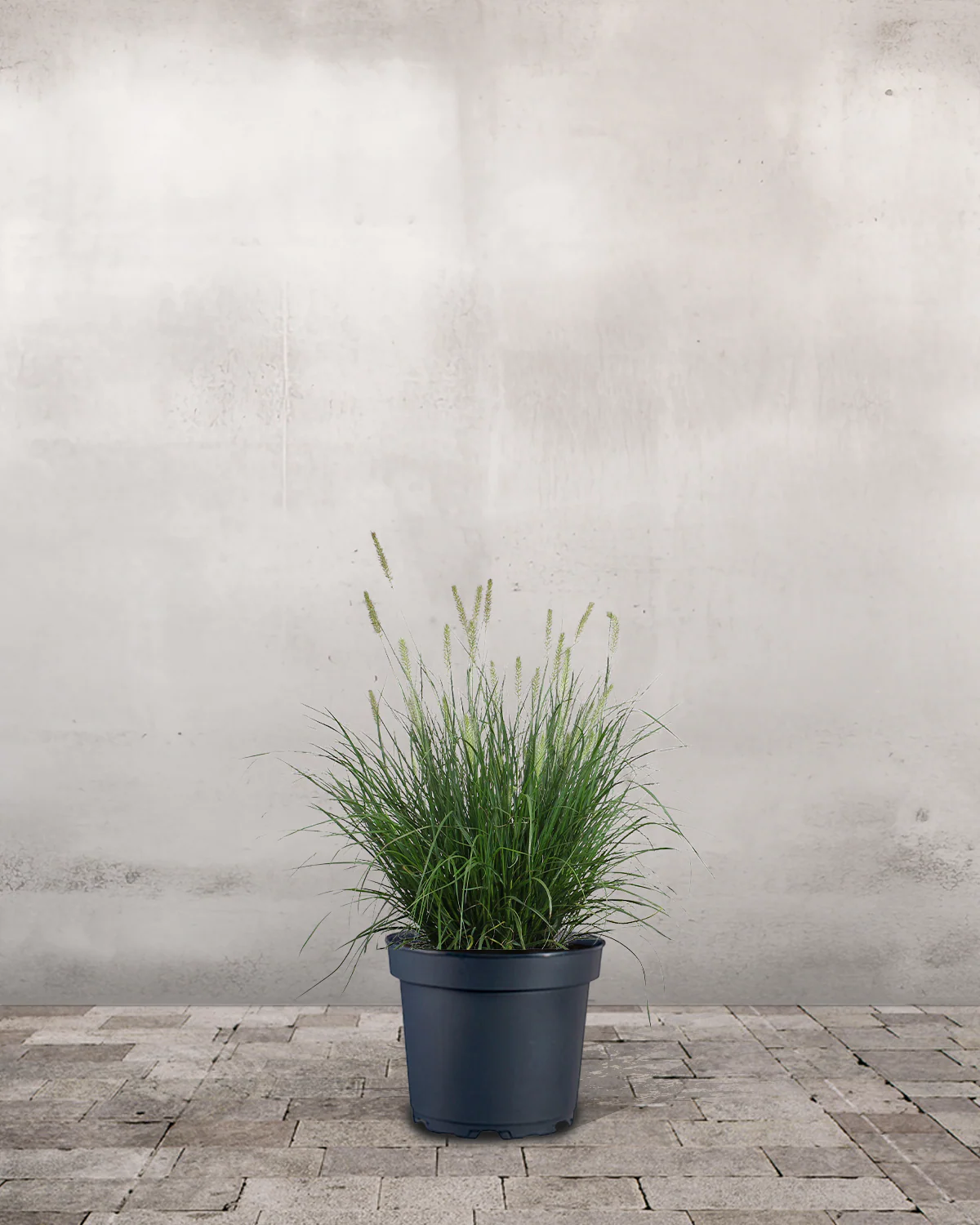 Lampepudsergræs, Pennisetum alopecuroides 'Hameln'