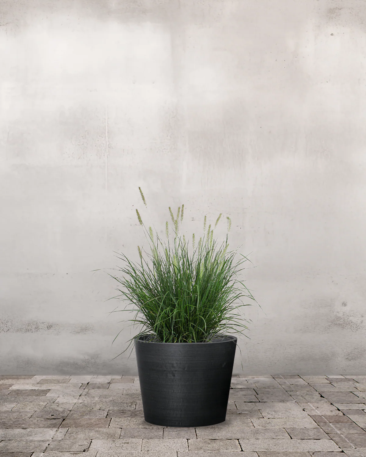 Lampepudsergræs, Pennisetum alopecuroides 'Hameln' - Image 2