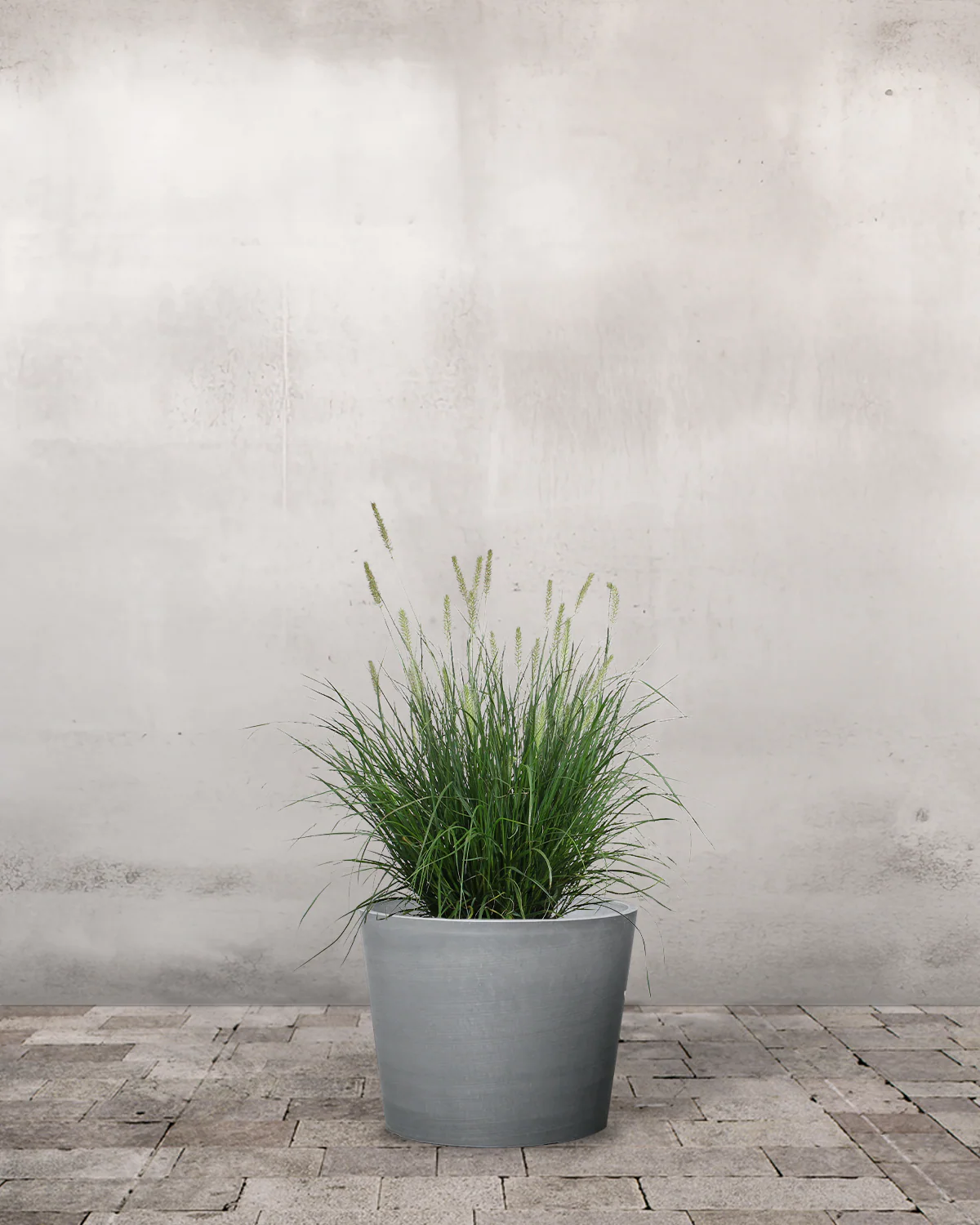 Lampepudsergræs, Pennisetum alopecuroides 'Hameln' - Image 3
