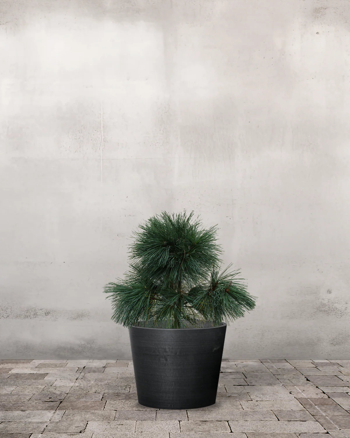 Langnålet Fyr, Pinus schwerinii 'Wiethorst' - 60-80 cm - Image 3