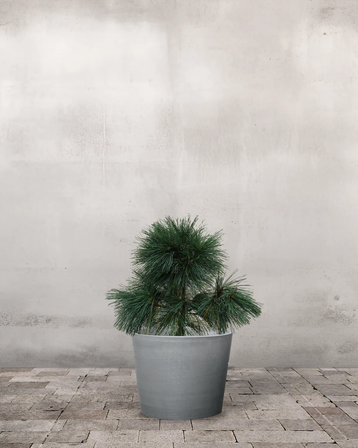 Langnålet Fyr, Pinus schwerinii 'Wiethorst' - 60-80 cm - Image 4