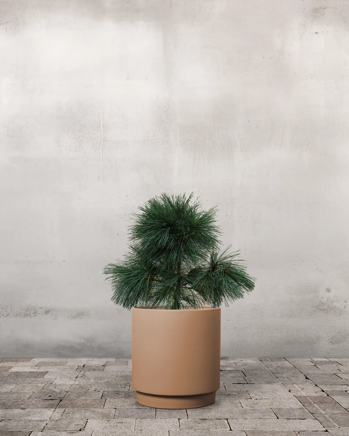 Langnålet Fyr, Pinus schwerinii 'Wiethorst' - 60-80 cm - Image 5