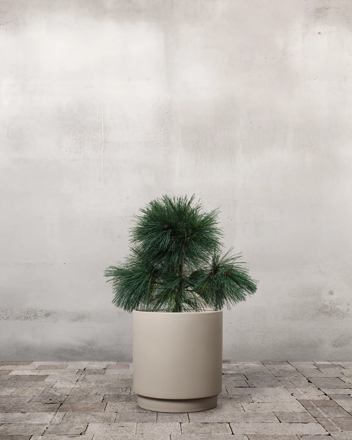 Langnålet Fyr, Pinus schwerinii 'Wiethorst' - 60-80 cm - Image 6