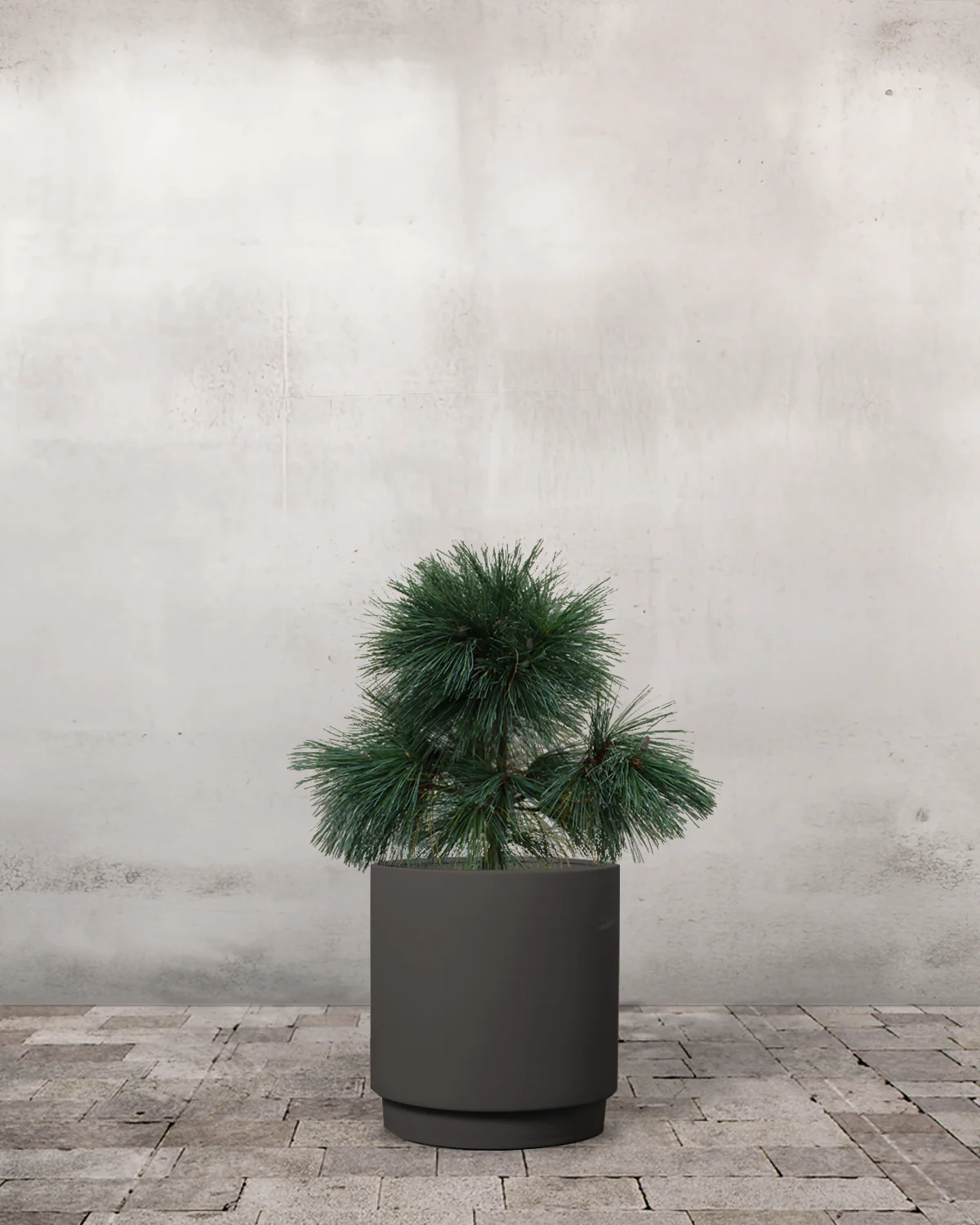 Langnålet Fyr, Pinus schwerinii 'Wiethorst' - 60-80 cm - Image 7