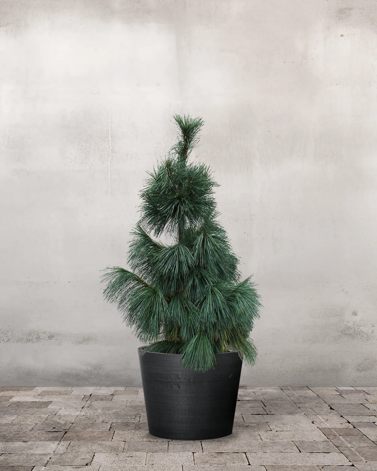 Langnålet Fyr, Pinus schwerinii 'Wiethorst' - 100-120 cm - Image 3
