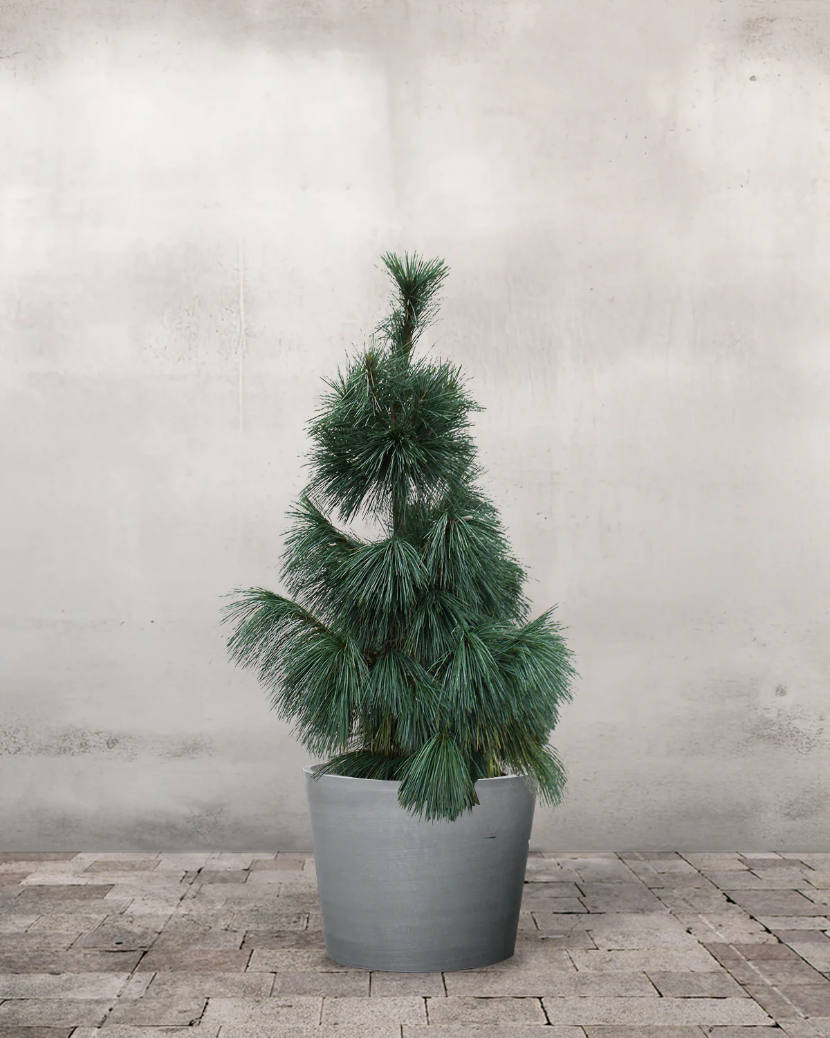 Langnålet Fyr, Pinus schwerinii 'Wiethorst' - 100-120 cm - Image 4
