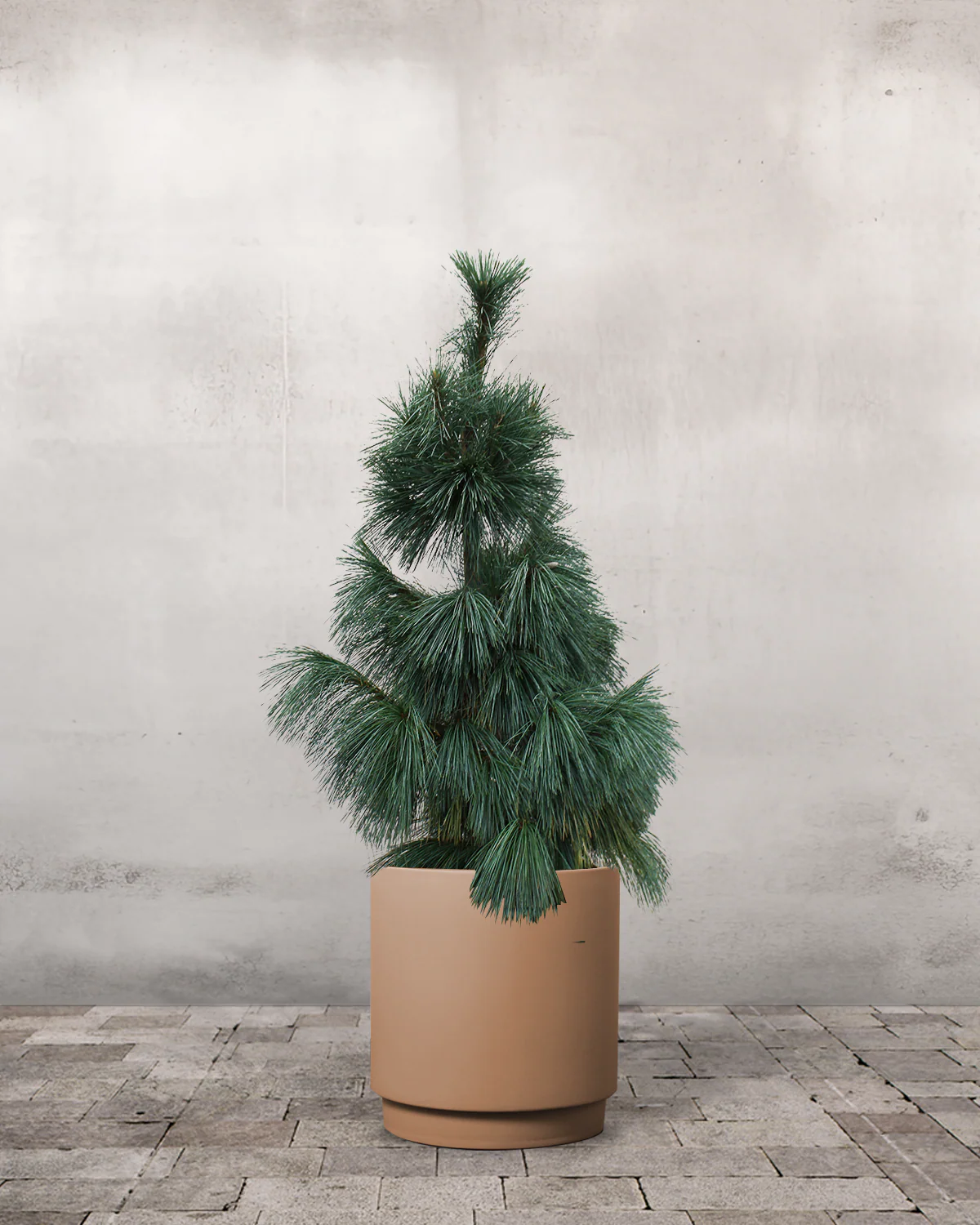 Langnålet Fyr, Pinus schwerinii 'Wiethorst' - 100-120 cm - Image 5