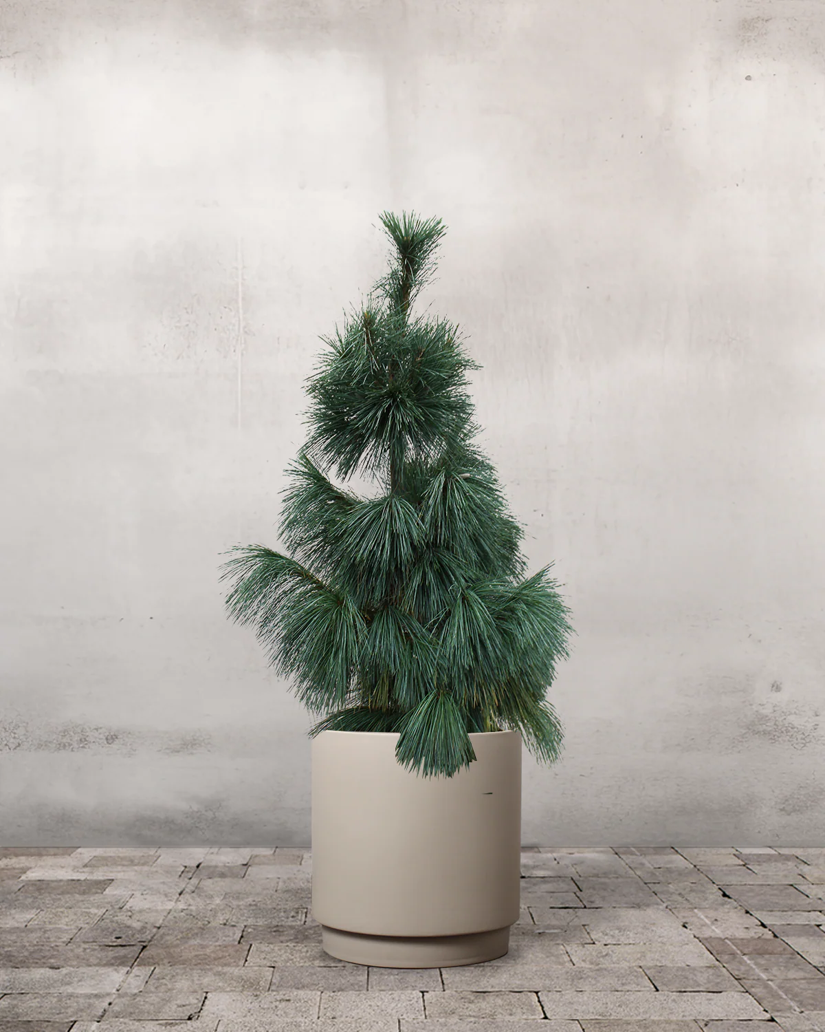 Langnålet Fyr, Pinus schwerinii 'Wiethorst' - 100-120 cm - Image 6
