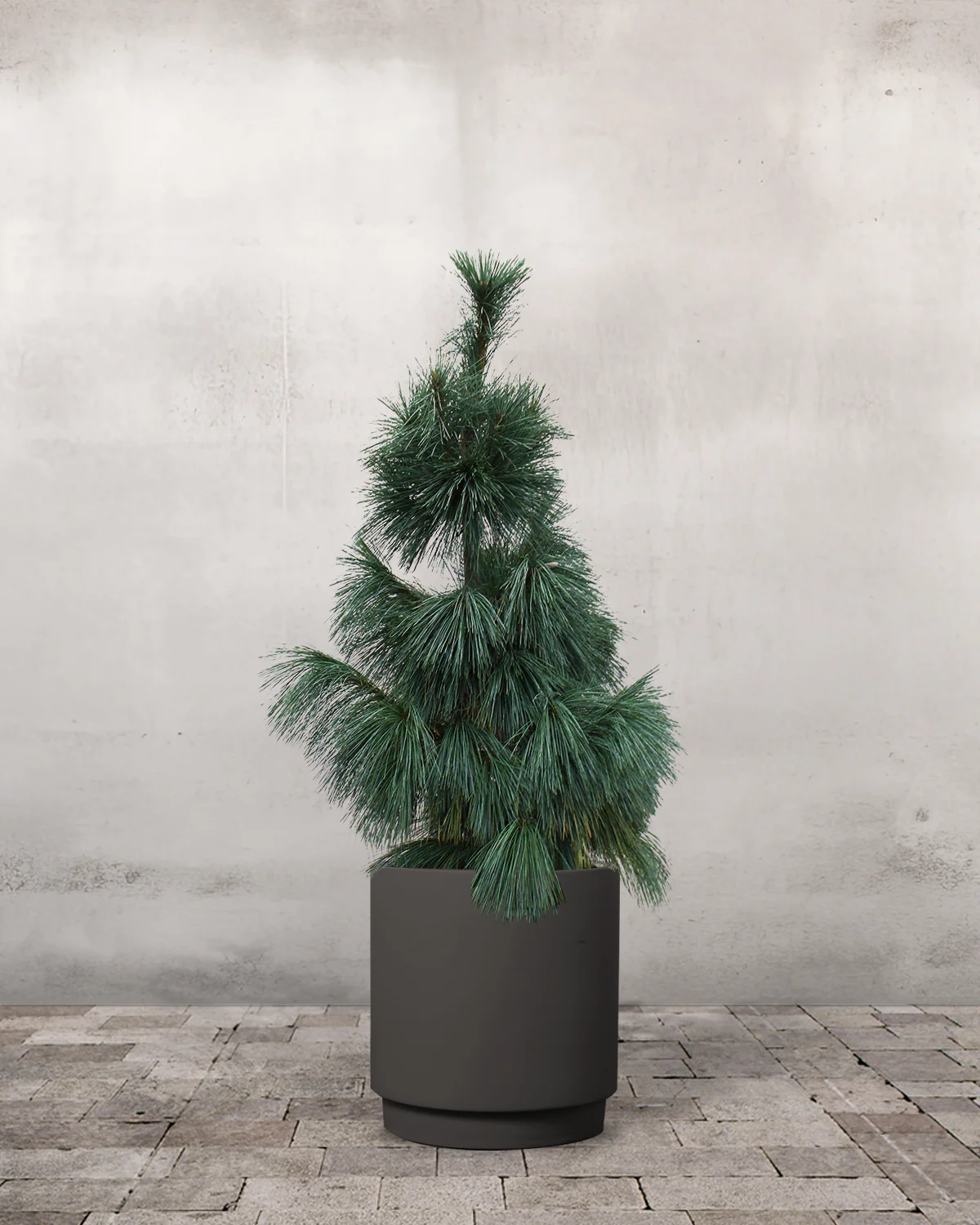 Langnålet Fyr, Pinus schwerinii 'Wiethorst' - 100-120 cm - Image 7