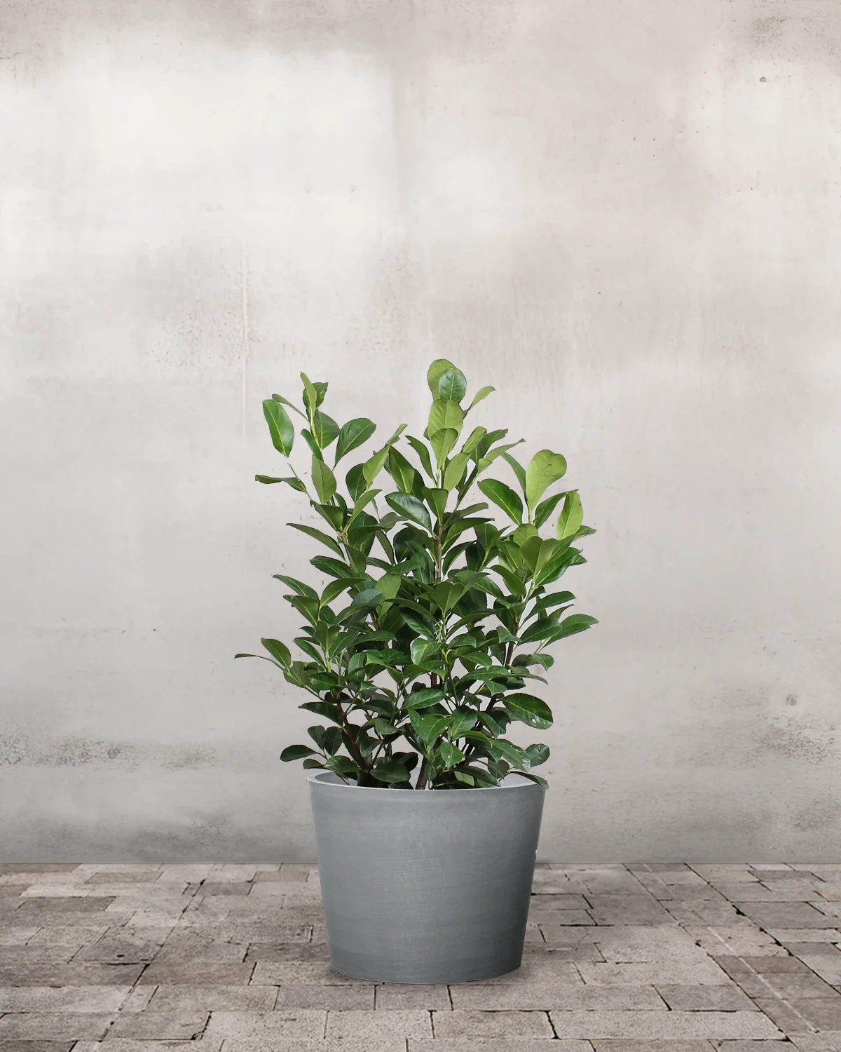 Laurbærkirsebær, Prunus laurocerasus 'Etna' - 100-120 cm - Image 4