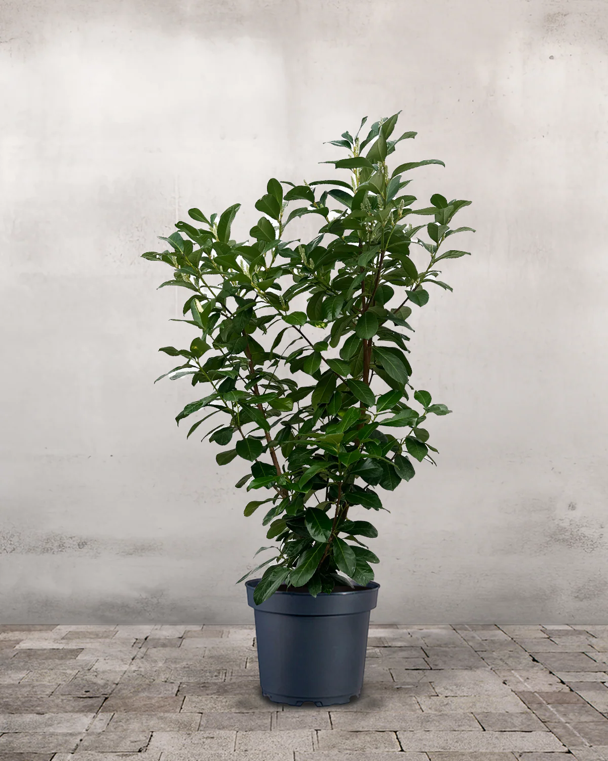 Laurbærkirsebær, Prunus laurocerasus 'Etna' - 130-150 cm