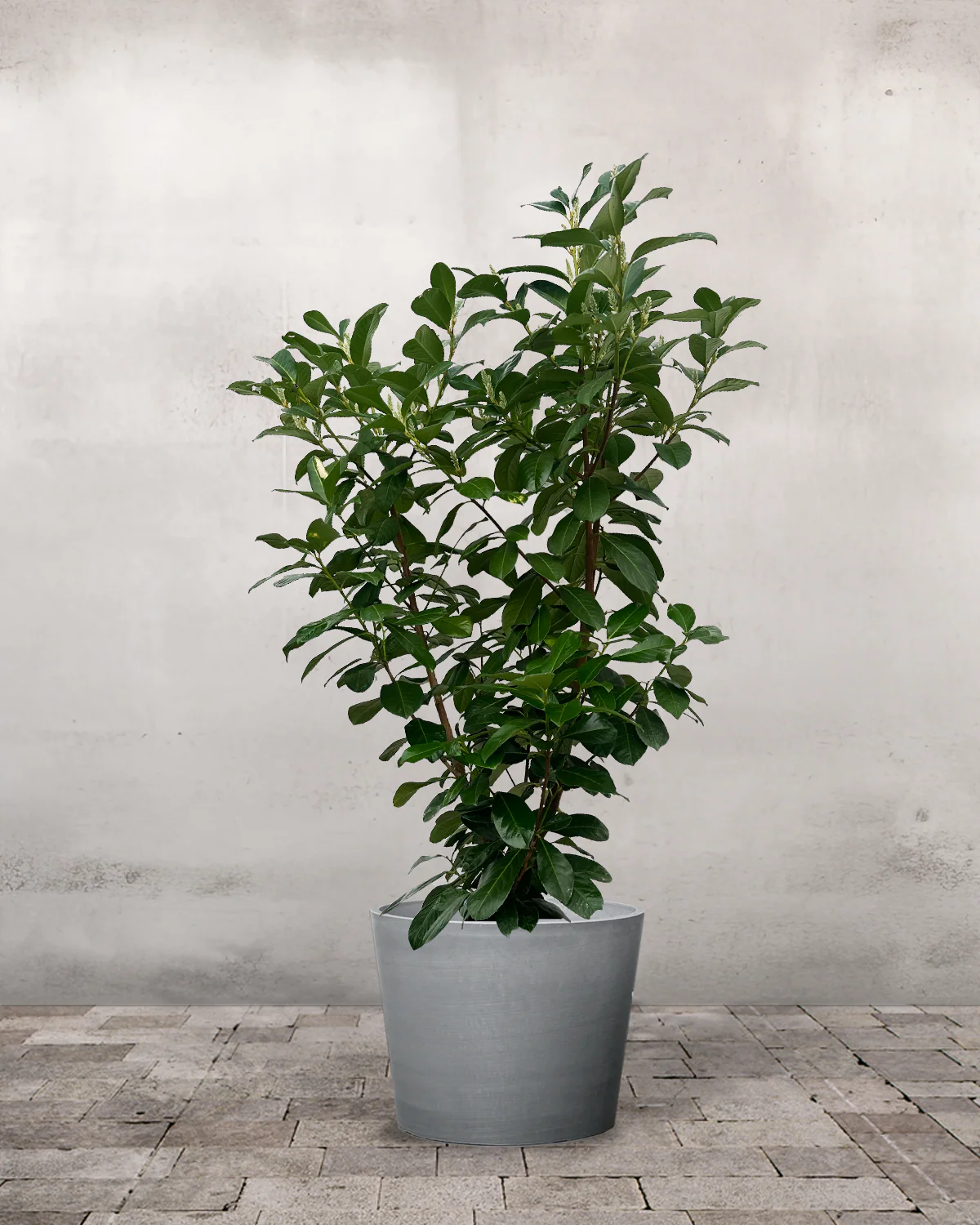 Laurbærkirsebær, Prunus laurocerasus 'Etna' - 130-150 cm - Image 4