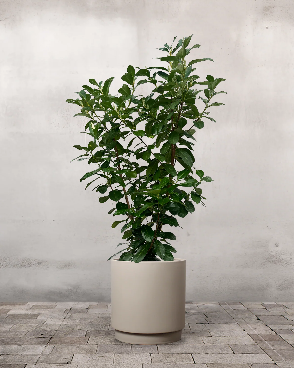 Laurbærkirsebær, Prunus laurocerasus 'Etna' - 130-150 cm - Image 6
