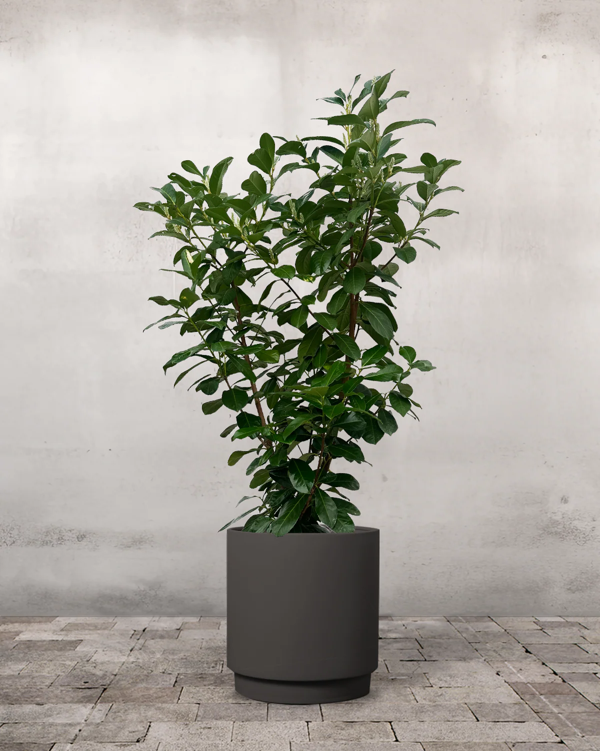 Laurbærkirsebær, Prunus laurocerasus 'Etna' - 130-150 cm - Image 7