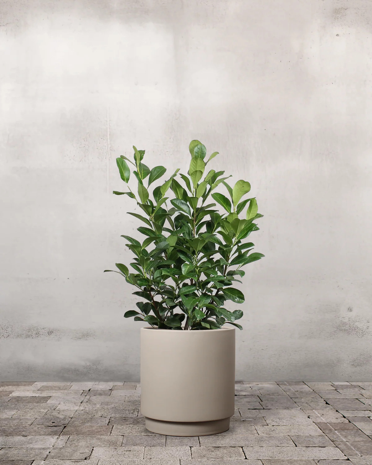 Laurbærkirsebær, Prunus laurocerasus 'Etna' - 60-80 cm - Image 6