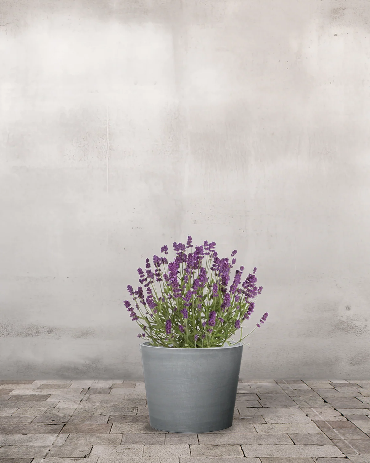 Lavendel, Lavandula angustifolia 'Hidcote Blue' - 12 cm potte - Image 3