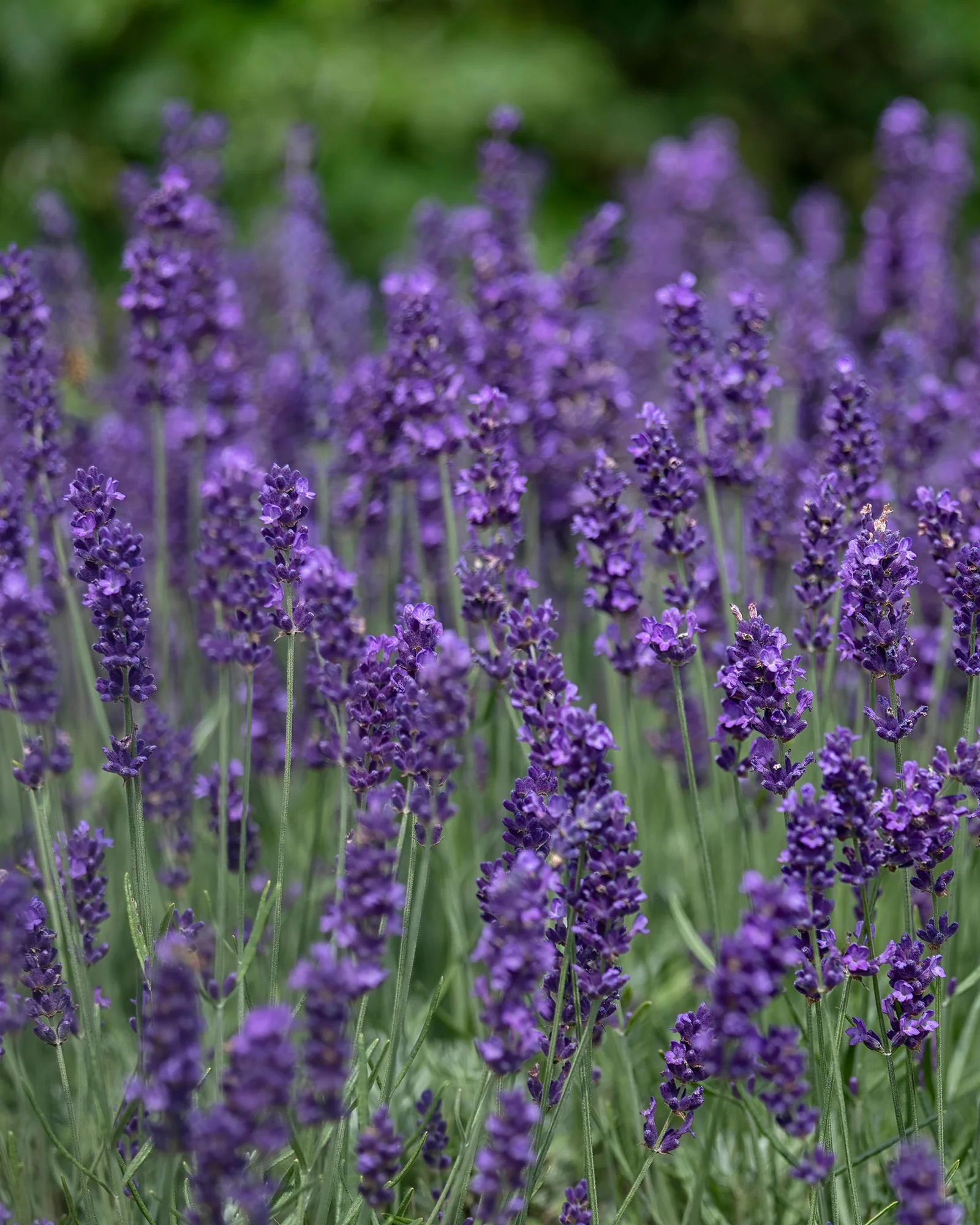 Lavendel, Lavandula angustifolia 'Hidcote Blue' - 12 cm potte - Image 4