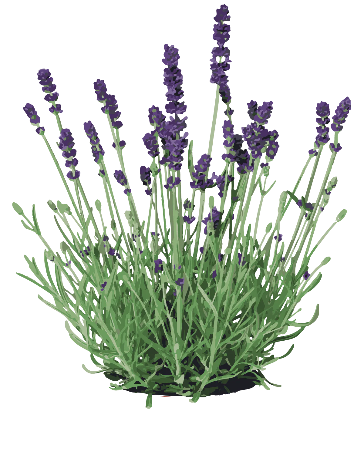 Lilla Lavendel - 15-25 cm