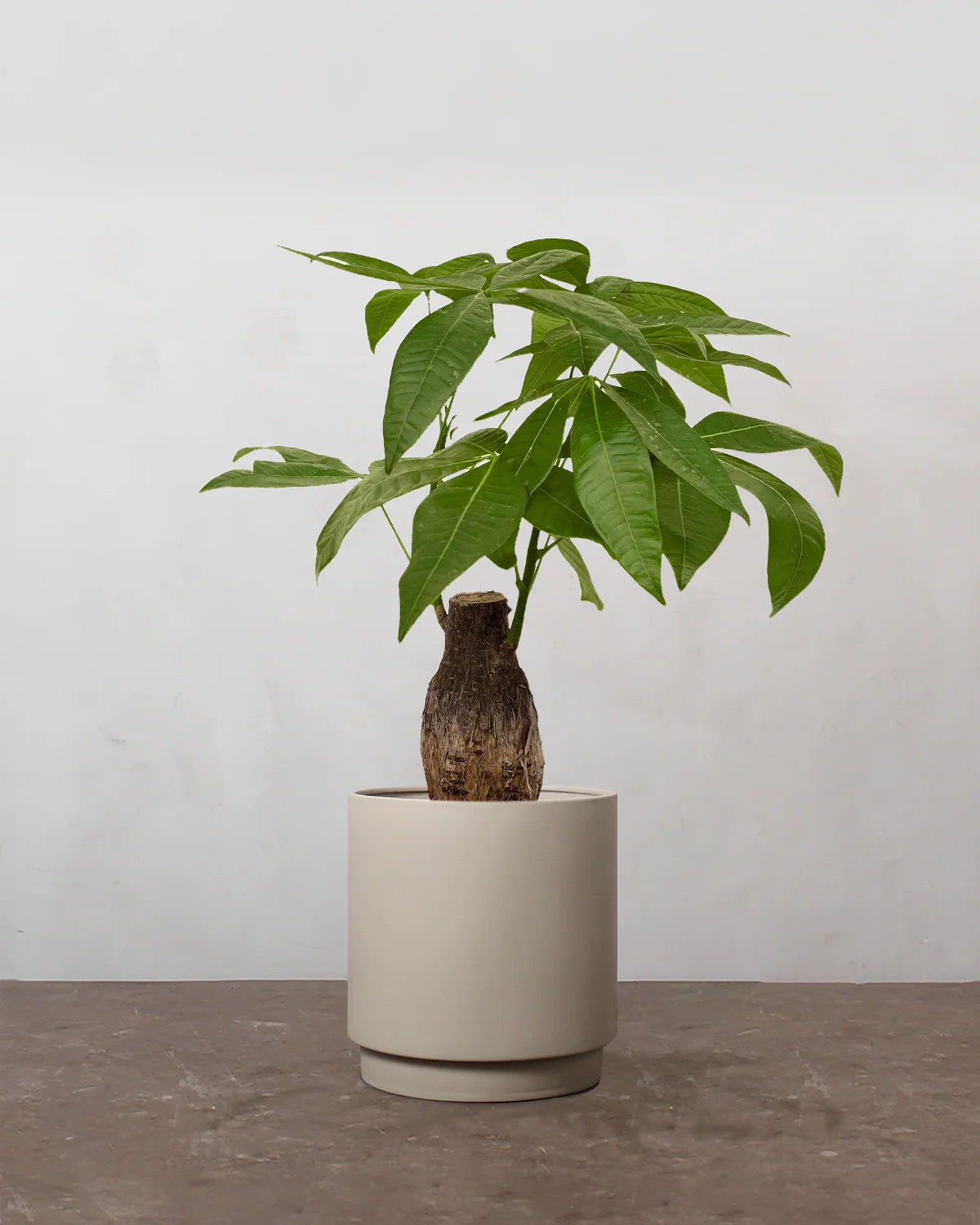 Lykkekastanje, Pachira aquatica - 40-60 cm - Image 4