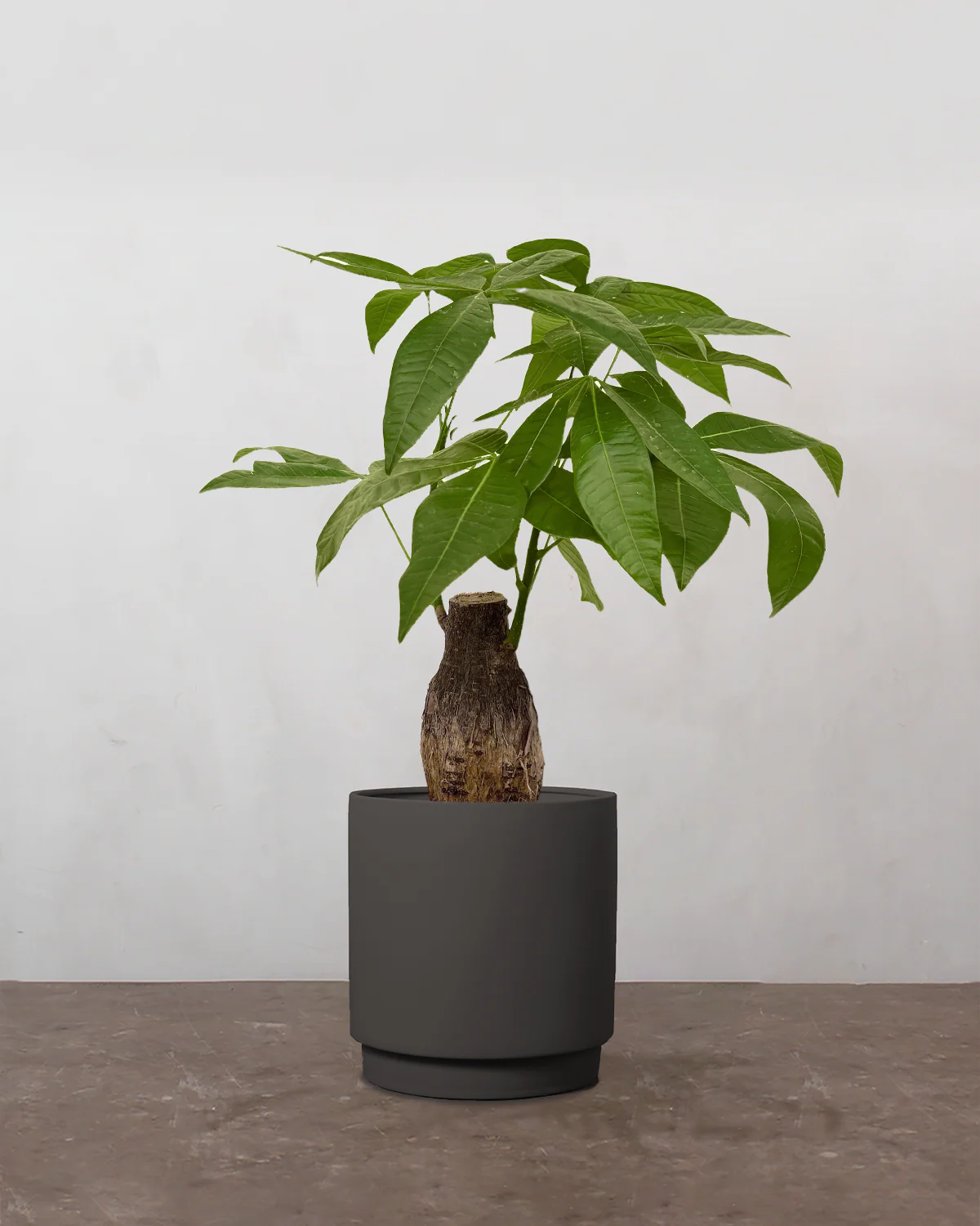 Lykkekastanje, Pachira aquatica - 40-60 cm - Image 6