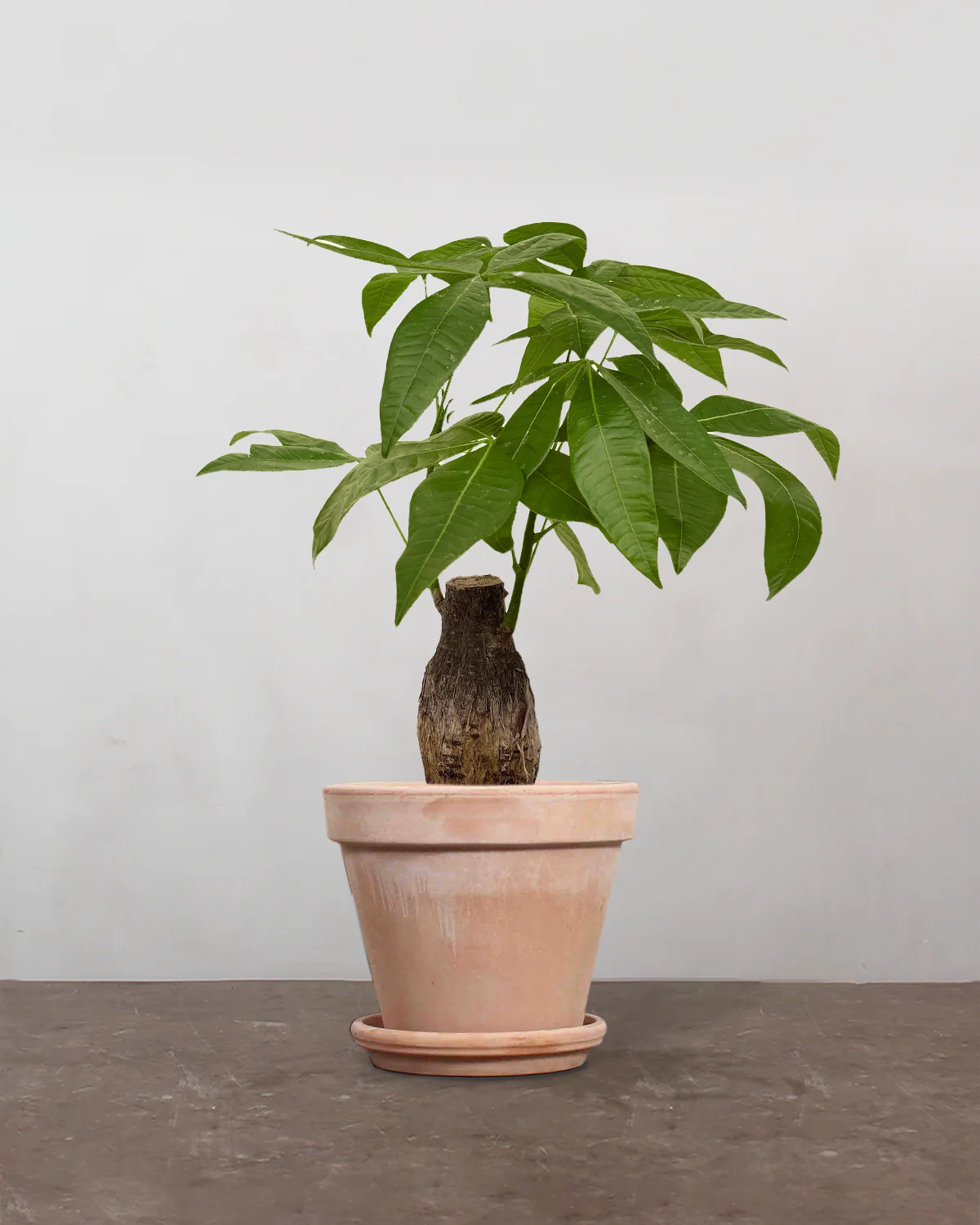 Lykkekastanje, Pachira aquatica - 40-60 cm - Image 7