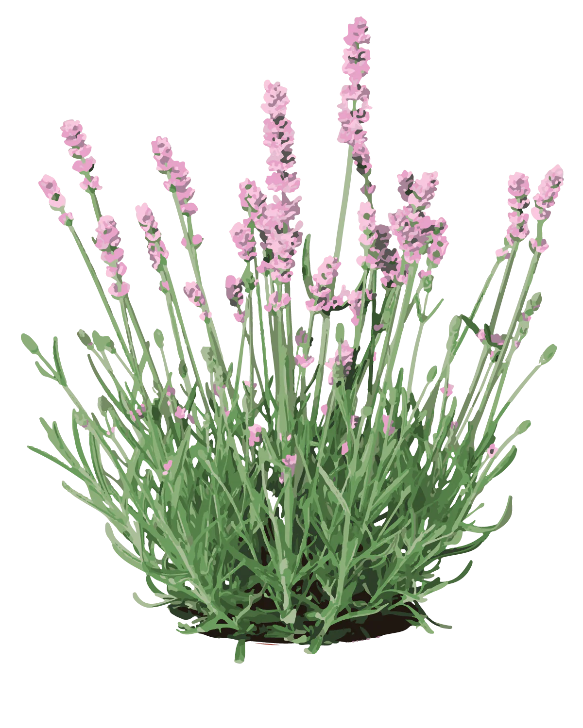 Lyserød Lavendel - 15-25 cm